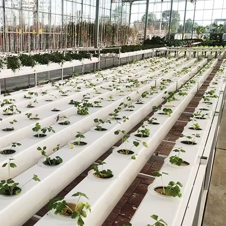 Hydroponic Nft Channel - Sistem Tanam Hidroponik Komersial Saluran Pipa