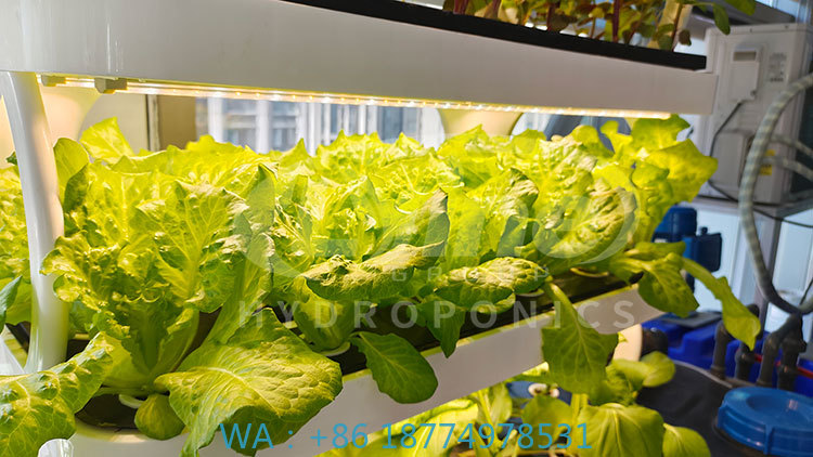 Agriculture Farming System - Mesin Pertanian untuk Menanam Sayuran Selada