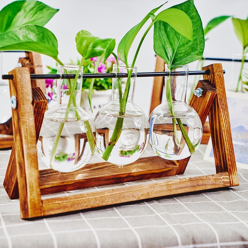 Vas tanaman hidroponik, vas ta - Plant Growth Regulator ulasan dan harga